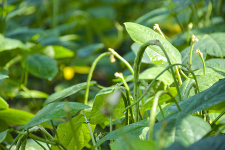 Plot of yard long beans in  gardenの写真素材
