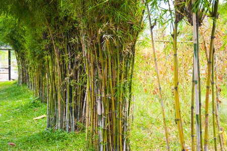 Bamboo garden in public park, Bangkok, Thailand, perspective viewの写真素材