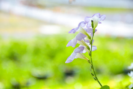 Purple white flowers, small flowers blooming, blurred background.の写真素材
