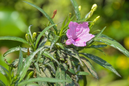 small pink flower blooming  on the bambooの写真素材