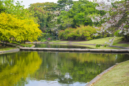Beautiful blooming trees  flowers and river  in garden Park in Bangkok, Thailandの写真素材