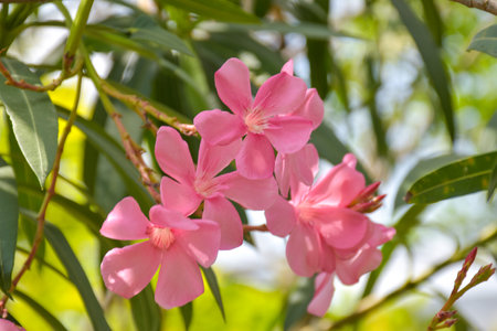 Beautiful pink flowers blooming in green Park in Bangkok, Thailandの写真素材