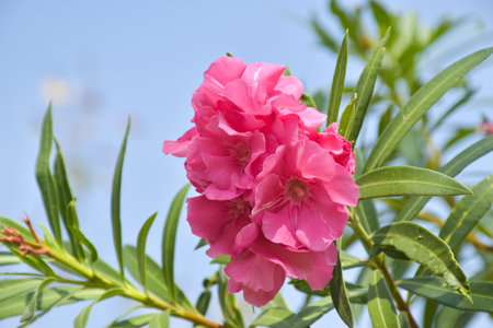 Beautiful pink flowers blooming in green Park in Bangkok, Thailandの写真素材