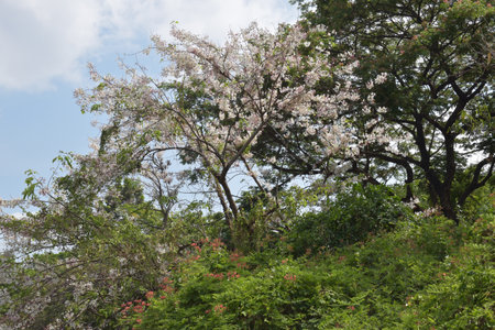 Beautiful blooming trees  flowers and river  in garden Park in Bangkok, Thailandの写真素材