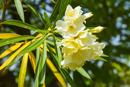 yellow flowers bloom beautifully in garden Park in Bangkok, Thailand.の写真素材