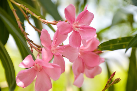 Pink oleander flowers blooming in the gardenの写真素材
