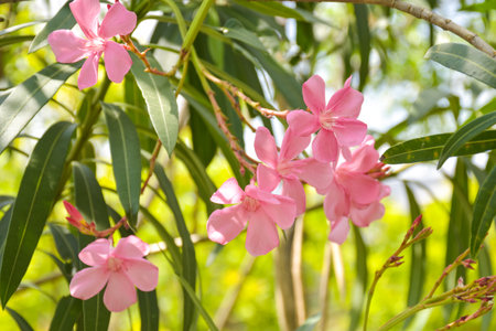Pink oleander flowers on the tree in the gardenの写真素材