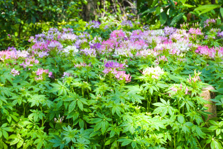 Purple and pink spider flower in the garden (Cleome spinosa)の写真素材