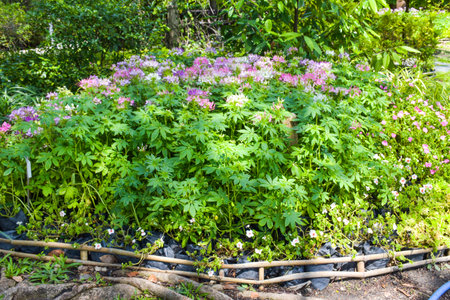 Flowers and plants in the garden, beautiful flowers in the gardenの写真素材