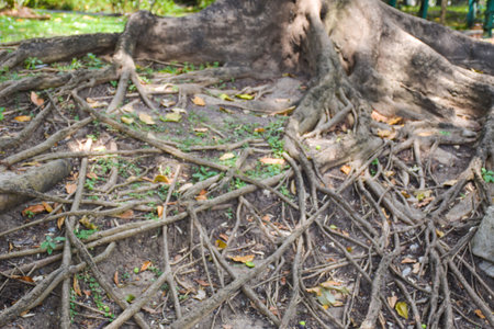 Banyan tree root in the public park of Thailand, stock photoの写真素材