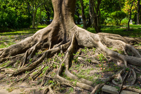 Old tree roots in the public park,Thailand,Asia.の写真素材