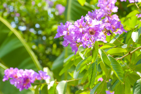 Lagerstroemia floribunda flower blooming in the gardenの写真素材