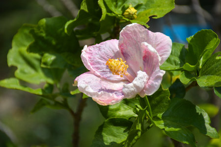 Hibiscus syriacus is a species of flowering plant in the family Rosaceae.の写真素材