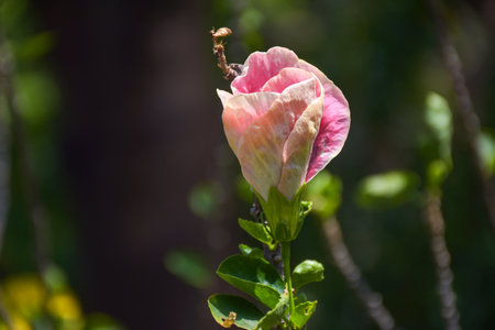 Pink hibiscus flower in the garden. Shallow depth of field.の写真素材
