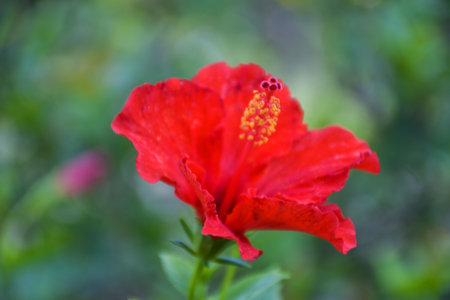Red hibiscus flower with green leaf background, Thailand.の写真素材