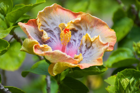 Hibiscus flower in the garden with green leaves background.の写真素材