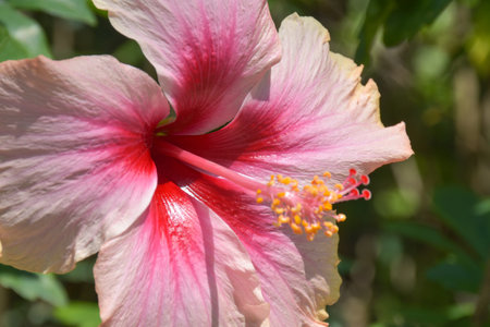 Pink hibiscus flower in the garden, close-upの写真素材