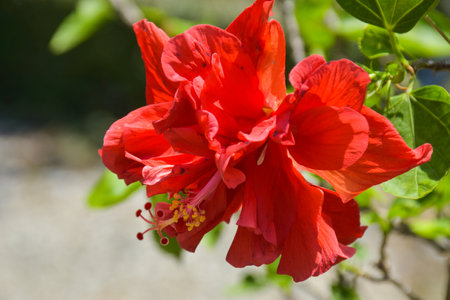 Red hibiscus flower blooming in the garden on sunny dayの写真素材