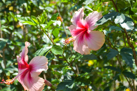 Hibiscus flower blooming in the garden, stock photoの写真素材