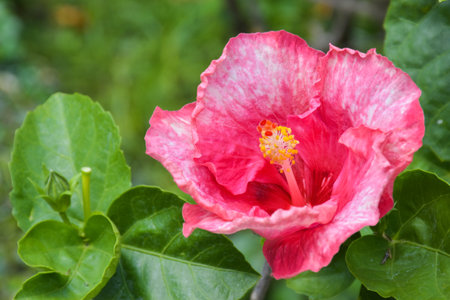 Pink hibiscus flower in the garden with green leaf backgroundの写真素材