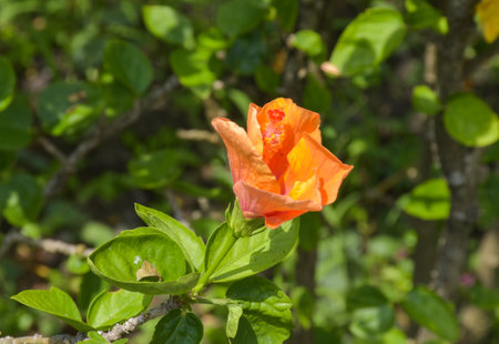 Orange hibiscus flower with green leaves in the garden.の写真素材