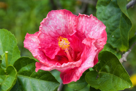 Pink hibiscus flower with green leaf background, Thailand.の写真素材