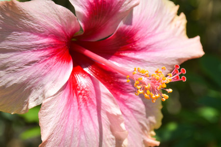 Pink hibiscus flower in garden, closeup of photoの写真素材