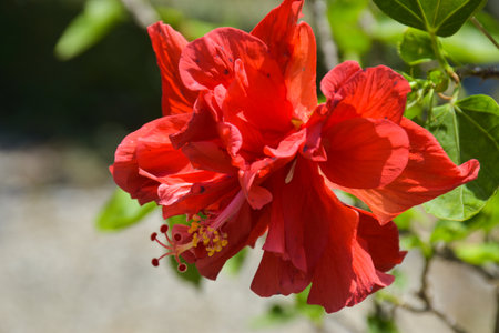 Red hibiscus flower in garden on sunny summer day.の写真素材