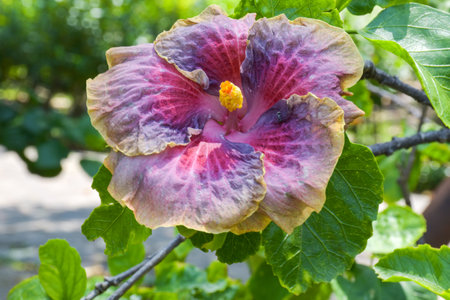 Hibiscus rosa sinensis or Chinese hibiscus flowerの写真素材