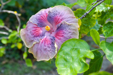 Hibiscus rosa sinensis, also known as Chinese hibiscus or Chinese hibiscus.の写真素材