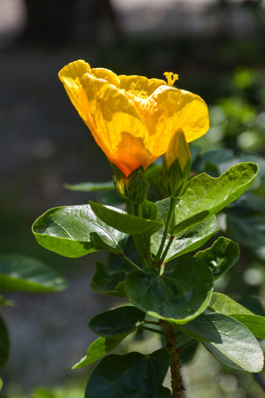 Yellow hibiscus flower with green leaves in the garden.の写真素材