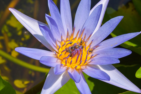 purple lotus blooms with bees feeding on pollen.の写真素材