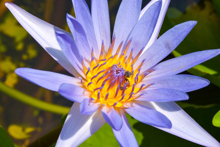purple lotus blooms with bees feeding on pollen.の写真素材