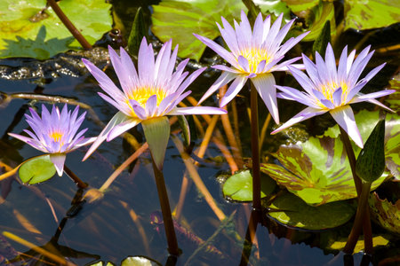 group purple lotus blooming in water garden Bangkok Thailandの写真素材