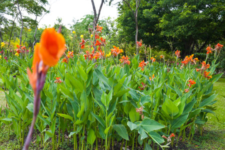 Canna flower field with beautiful colors blooming in the gardenの写真素材