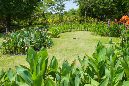 Canna flower field with beautiful colors blooming in the gardenの写真素材