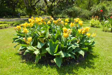 Canna flower field with beautiful colors blooming in the gardenの写真素材