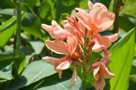 Canna flower field with beautiful colors blooming in the gardenの写真素材