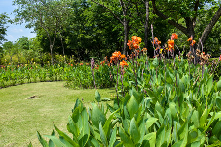 Canna flower field with beautiful colors blooming in the gardenの写真素材
