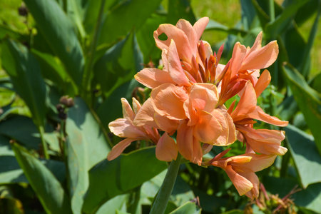 Canna flower field with beautiful colors blooming in the gardenの写真素材