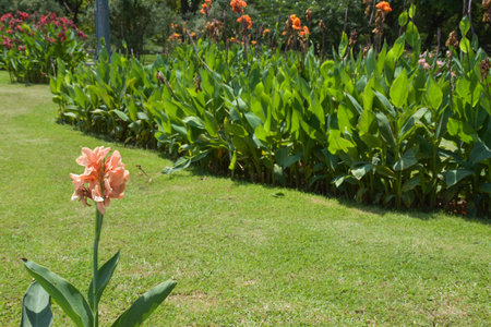 Canna flower field with beautiful colors blooming in the gardenの写真素材