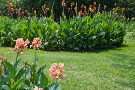 Canna flower field with beautiful colors blooming in the gardenの写真素材