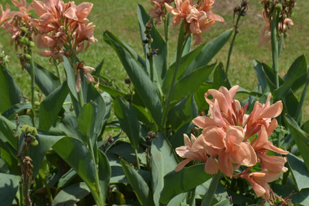 Canna flower field with beautiful colors blooming in the gardenの写真素材