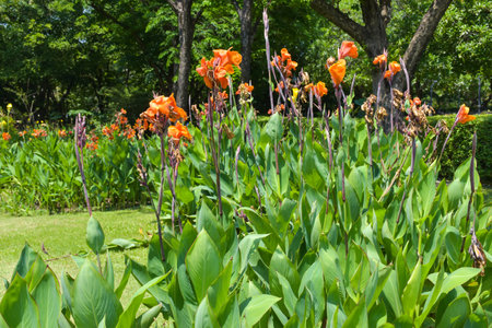 Canna flower field with beautiful colors blooming in the gardenの写真素材