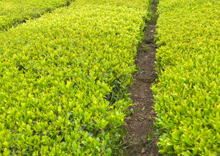 Beautiful green tea plantation in Koreaの写真素材