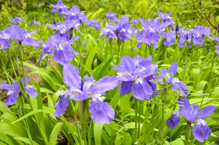 Beautiful purple flowers bloom in Korea.の写真素材