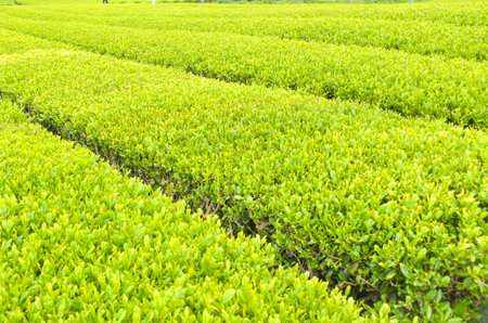 Beautiful green tea plantation in Koreaの写真素材