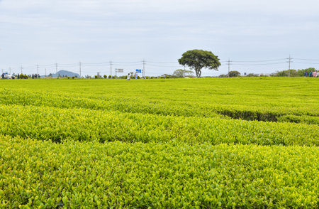 Beautiful green tea plantation in Koreaの写真素材