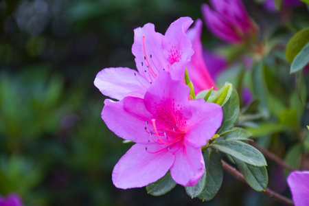 Beautiful pink flowers bloom in South Korea.の写真素材