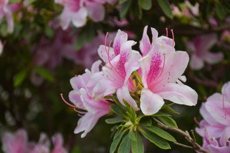 Beautiful pink flowers bloom in South Korea.の写真素材